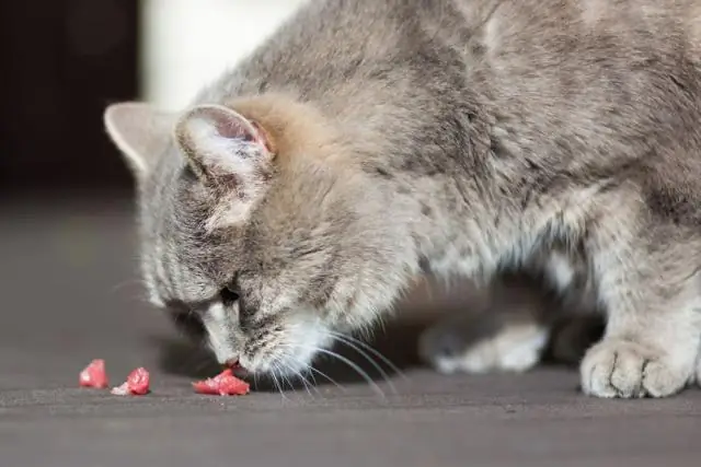 Сколько времени нужно, чтобы пирантел работал у кошек?