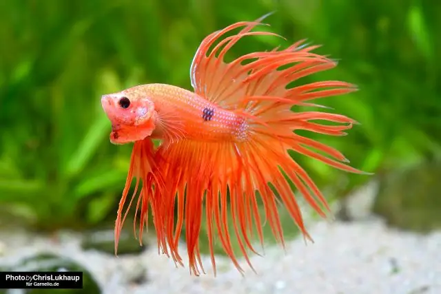 Жестоко ли держать рыбу бетта в маленьких аквариумах?