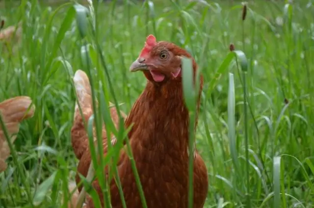 Крапчатый Суссекс морозоустойчив?