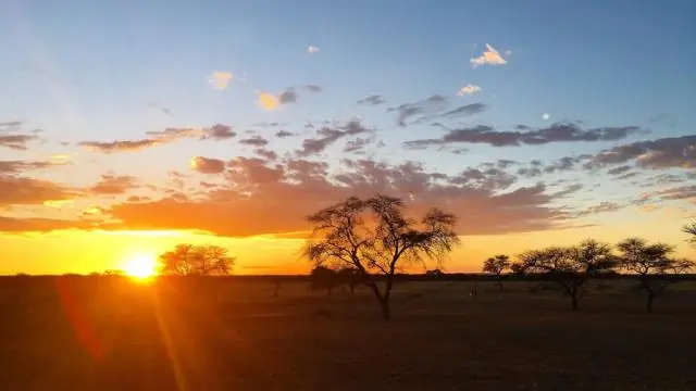 Каковы преимущества чая нима?