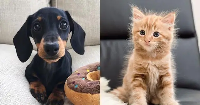 Могу ли я ухаживать за собственной собакой?