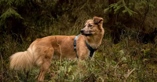 Есть ли у кошек аллергия на Дьявольский плющ?
