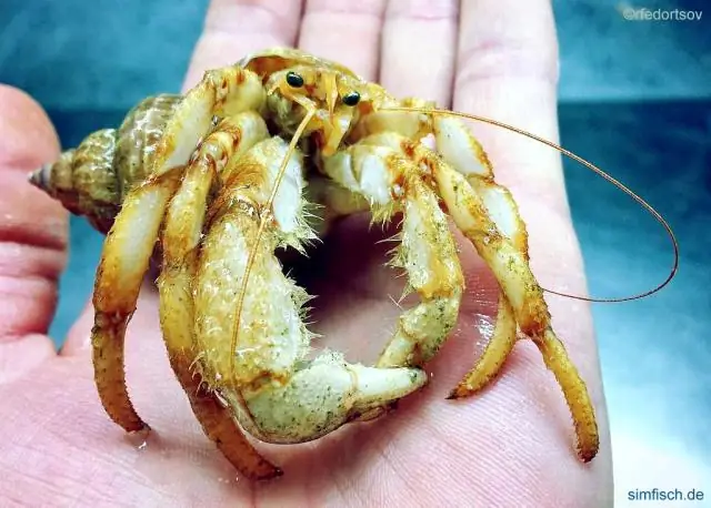 Есть игрушки для рыбок?