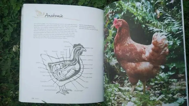 Как вы прикрываете собачий бег?