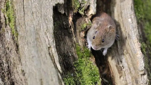 Как мыши забираются к вам на крышу?