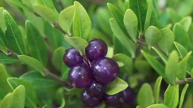 Ядовиты ли папоротники спаржи для собак?