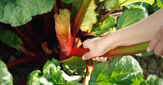 Как сажать кувшинки?