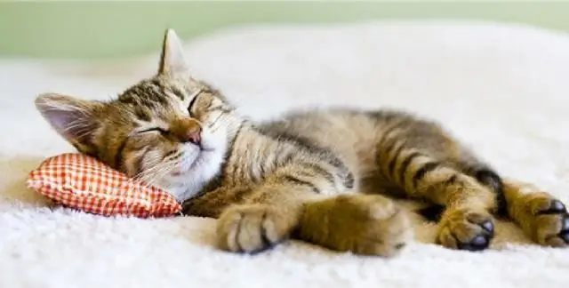 Как мне испортить свою кошку?