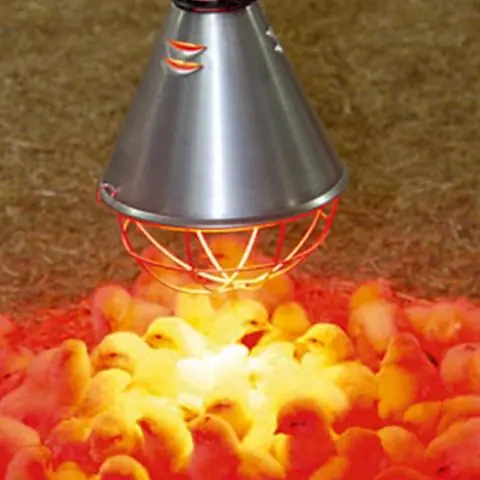 Нужна ли цыплятам тепловая лампа?