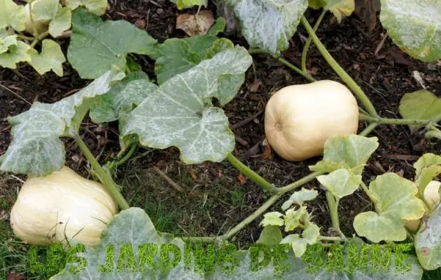 Сколько времени нужно ротвейлеру, чтобы созреть?