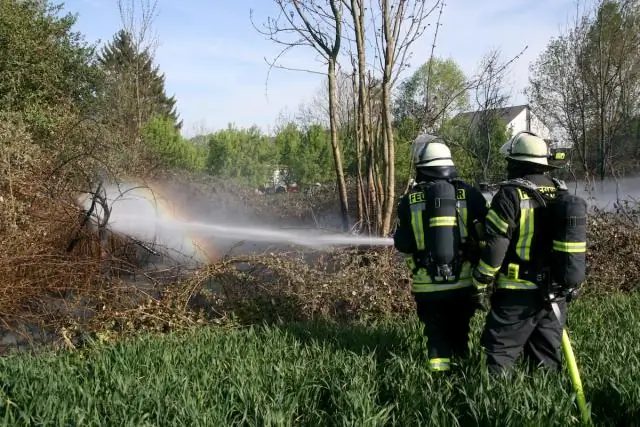 В каком году было сообщено о Родоцетусе?