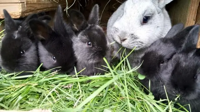 Какие собаки сейчас популярны?