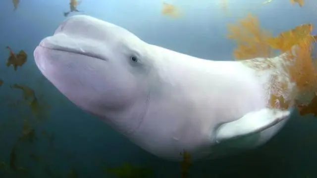 Могут ли черви жить в аквариумах?