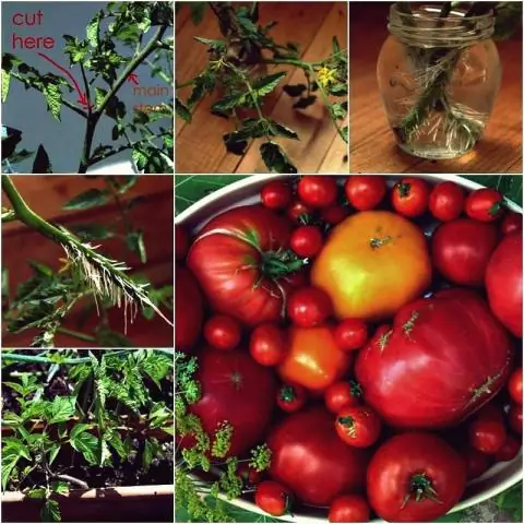 Как укоренить суккулент зебры?