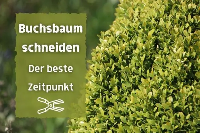 Можно ли размножить зебру?