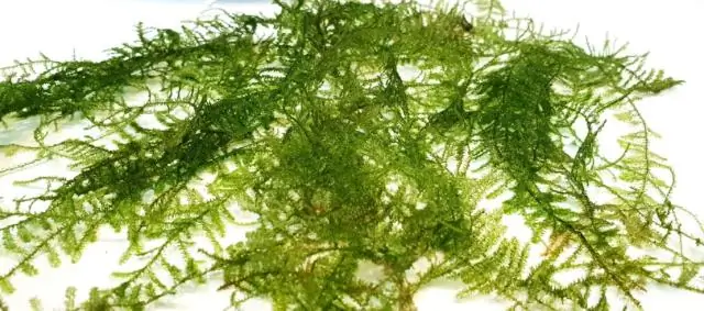 Нужен ли рождественский мох co2?