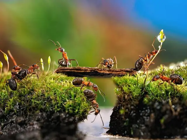 Можно ли держать хамелеона в стеклянном террариуме?