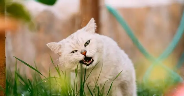 Что сделал Закон об исчезающих видах?