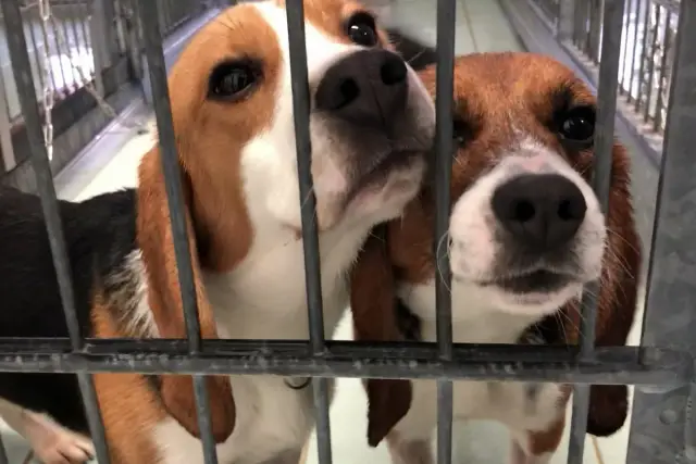 Обезьяны делают каменные отщепы, так что люди, в конце концов, «не уникальны»: дикобородые обезьяны-капуцины в Бразилии преднамеренно разбивают камни, непреднамеренно создавая отщепы, которые разделяю