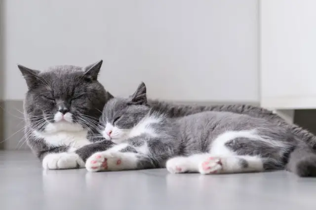 Дороги, городские особенности влияют на их выбор садов, электронное отслеживание шоу певчих птиц: кормушки для птиц посещают чаще в пригородных садах, чем на улицах с террасами