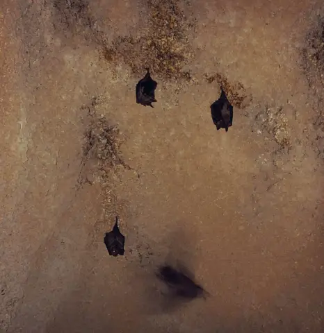 Позвоночные позвоночные ледникового периода неоднозначно реагировали на изменение климата: новое исследование противоречит идее единообразного изменения популяции, имеет значение для понимания последс