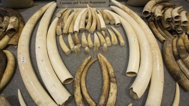 Борьба с голодом в мире: исследователи используют ядерные методы для изучения устойчивости кукурузы к вредителям: опыт и ресурсы позволяют исследователям изучать устойчивость кукурузы к вредителям, чт