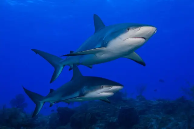 Ученые, изучающие дельфинов, считают Бенгальский залив царством эволюционных изменений: генетические исследования индо-тихоокеанских афалин и горбатых дельфинов обнаружили животных, отличающихся от со