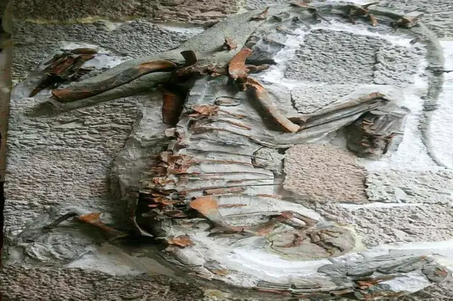 Исследователи публикуют эталонный геном морской иглы: исследователи из лаборатории Билла Креско в Орегонском университете и их сотрудники подробно изучили змееподобную рыбу и опубликовали свою работу 