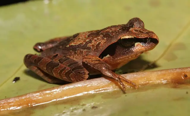 Двадцать пять лягушек добавлены к амфибийной фауне горы Оку в Камеруне: Исследователи обнаружили, что ошеломляющим 44% амфибий в горах угрожает исчезновение