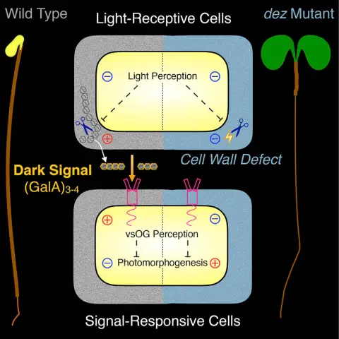 Сеть молекулярных взаимодействий в клетках мозга, зараженных вирусом Зика, раскрывает новые терапевтические мишени: вирус Зика препятствует росту, размножению и специализации нервных клеток человека