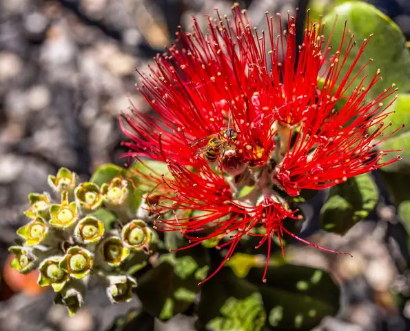Инвазивные виды жуков на Гавайях теперь можно быстрее идентифицировать с помощью нового генетического теста: метод предлагает потенциал для улучшения защиты от инвазивного кокосового жука-носорога