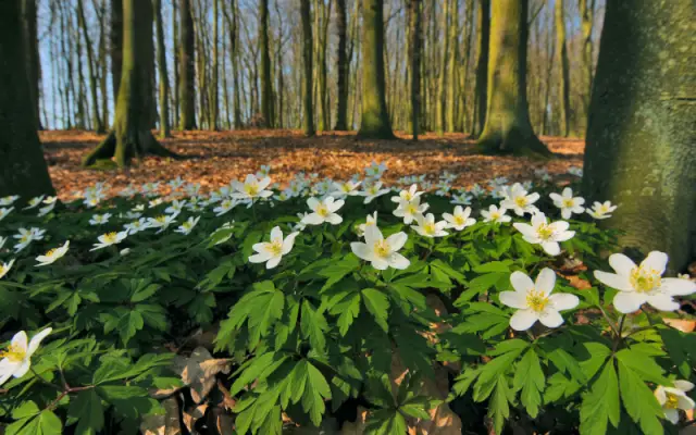 Высокотехнологичные карты разнообразия тропических лесов определяют новые природоохранные цели: Новые карты дистанционного зондирования лесного полога в Перу определяют новые регионы для природоохранн