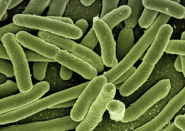 Генетически модифицированные насекомые могут нарушить международную торговлю продуктами питания: Генетически модифицированные организмы для борьбы с вредителями могут стать загрязнителями сельскохозяй