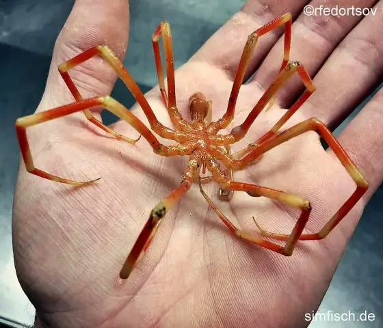 Головной сустав, обнаруженный у глубоководных рыб, может позволить им проглотить крупную добычу: сустав между позвоночником и головой может позволить Stomiidae открывать рот на угол до 120 градусов