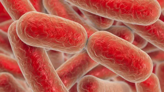 Ученые подтверждают, что сом-дорадо является непревзойденным чемпионом по дальности пресноводных миграций: полное расстояние жизненного цикла дорадо-сома простирается от устья реки Амазонки до гор Анд