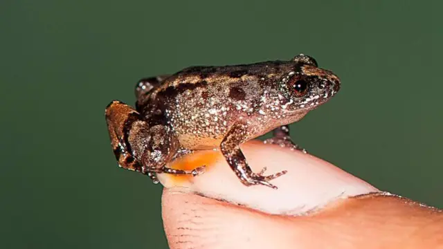 Семь новых видов ночных лягушек из Индии, включая четыре миниатюрные формы: ученые были удивлены относительной численностью 4 новых миниатюрных видов и считают, что эти лягушки