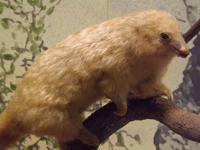 Муравьи топают, термиты ходят на цыпочках: Обнаружение хищника загадочной добычей: Изучение того, как термиты извлекают и синтезируют определенный звуковой/вибрационный сигнал среди какофонии других з