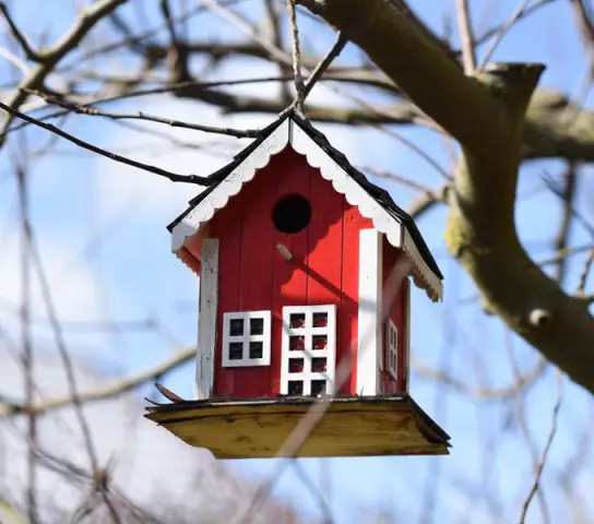Наблюдение за птицами рядом с вашим домом полезно для вашего психического здоровья: люди, живущие в районах с большим количеством птиц, кустарников и деревьев, реже страдают от депрессии, беспокойства
