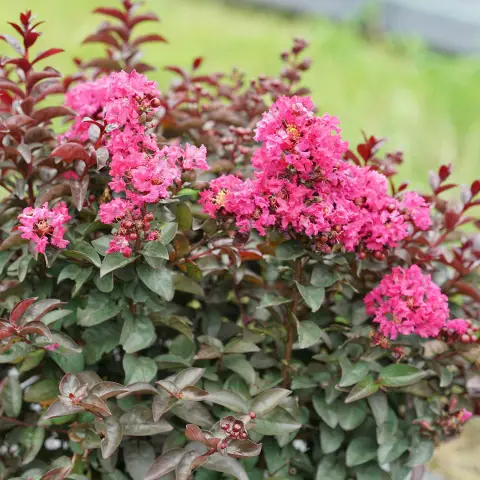 Приведет ли название антропоцена к признанию влияния нашей планеты на планетарном уровне? Используя тематическое исследование реакции на наводнение на Среднем Западе Америки, антрополог исследует, явл