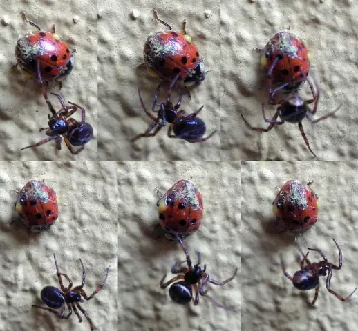 Пауки едят астрономическое количество насекомых: ежегодно пауки питаются примерно от 400 до 800 миллионов тонн насекомых и других вредителей; для сравнения, все люди потребляют около 400 миллионов тон