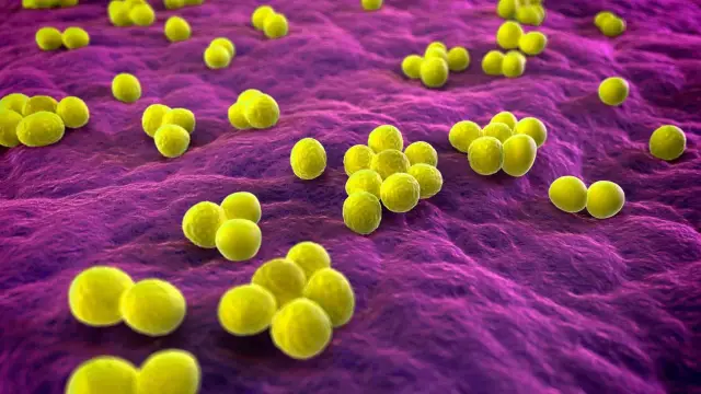 Анализ сети приматов и паразитов показывает, как микробы переходят от хозяина к хозяину: первый всесторонний синтез экологических, теоретических исследований динамики болезней у диких видов приматов