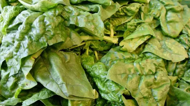 Сердечная ткань, выращенная на листьях шпината: исследователи обращаются к сосудистой системе растений, чтобы решить важную биоинженерную проблему, блокирующую регенерацию тканей и органов человека