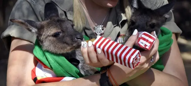Идеально для кенгуру: вне сумки, но все еще живут дома: молодые кенгуру крупнее и тяжелее других сверстников, если они проводят больше времени со своими матерями