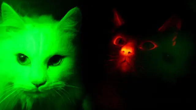 Опасности быть саблезубым котом в Лос-Анджелесе 12 000 лет назад: изучая кости животных, биологи обнаружили травмы плеч и спины после вероятных нападений на крупную добычу