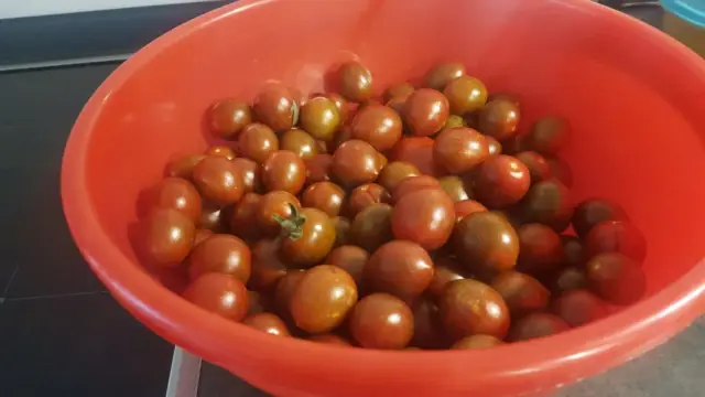 Бонобо могут быть лучшим представлением последнего общего предка с людьми, чем шимпанзе: исследование изучало мышцы бонобо и обнаружило, что они более тесно связаны с людьми, чем обычные шимпанзе