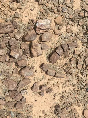 Стратегии кормления конкурирующих видов колибри, наблюдаемые на небольшой территории в Бразилии: ученые наблюдали и сообщали о различных типах поведения в этом районе, установив искусственные кормушки