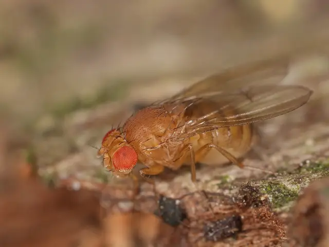 Самки плодовой мушки Drosophila buzzatii могут использовать песни ухаживания для выбора партнера того же вида: кажется, что песни влияют на выбор самками этих самок, возможно, они способствуют видообр