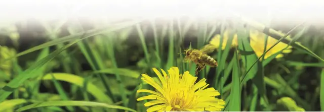 Пахотное земледелие наносит ущерб популяциям дождевых червей: сокращение методов обработки почвы восстановит продуктивные популяции дождевых червей и поможет сохранить структуру почвы и повторное испо