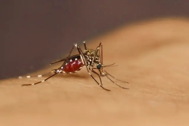 Вирусы, переносимые комарами, такие как Зика, могут распространяться при более низких температурах, что потенциально увеличивает воздействие: исследователи играют ключевую роль в определении оптимальн