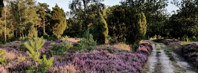 Обширные леса Мьянмы быстро сокращаются из-за политических и экономических изменений: страна является одной из самых лесистых в Юго-Восточной Азии, обеспечивая среду обитания для исчезающих видов